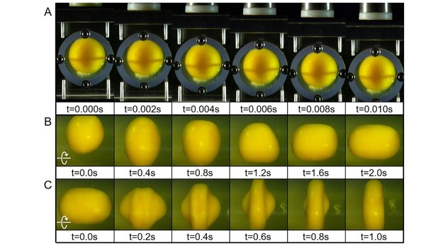Testy zachowania żółtka pod wpływem uderzenia liniowego i rotacyjnego /Ji Lang and Qianhong Wu /Materiały prasowe