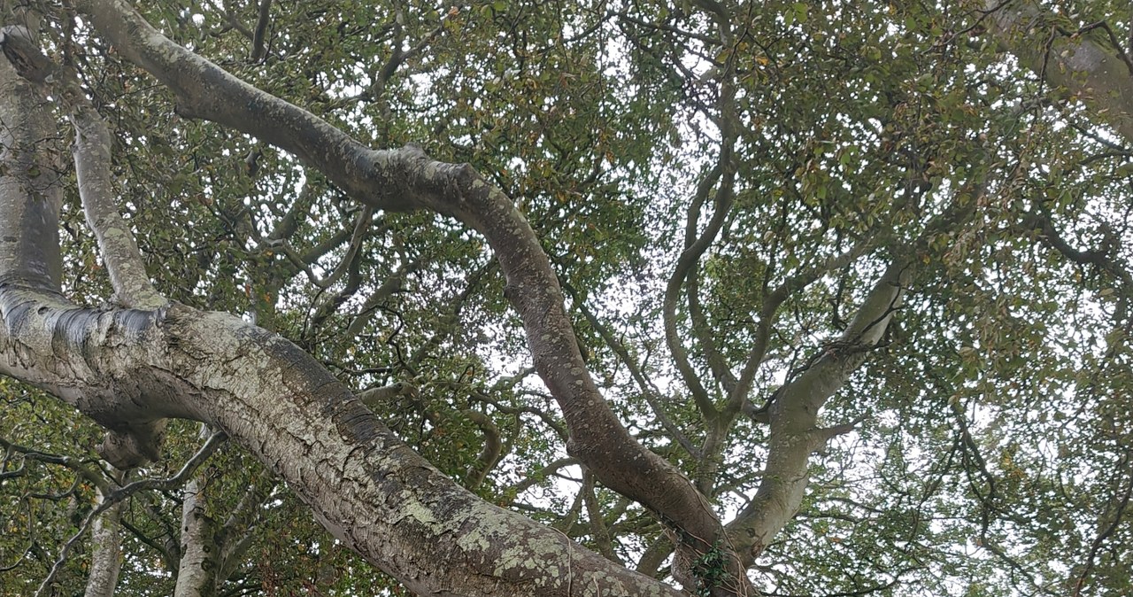 The Dark Hedges /INTERIA