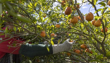 "The Guardian": Amerykanom może zabraknąć soku pomarańczowego