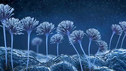 "The Last of Us" i grzyby-zombie. Poznański naukowiec komentuje 