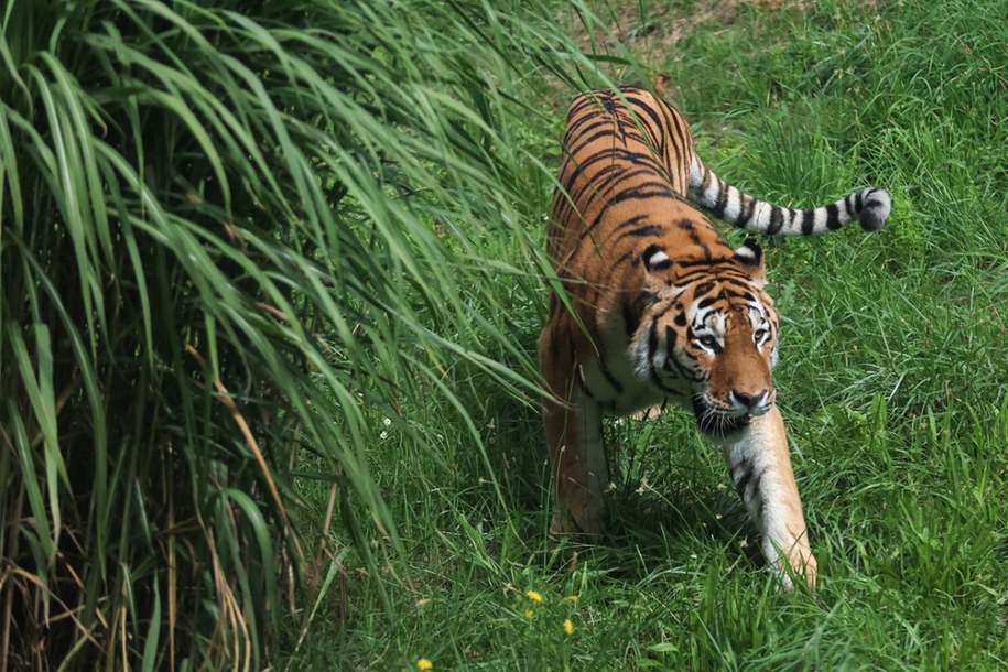 Tiber - nowy mieszkaniec chorzowskiego zoo /Michał Meissner /PAP
