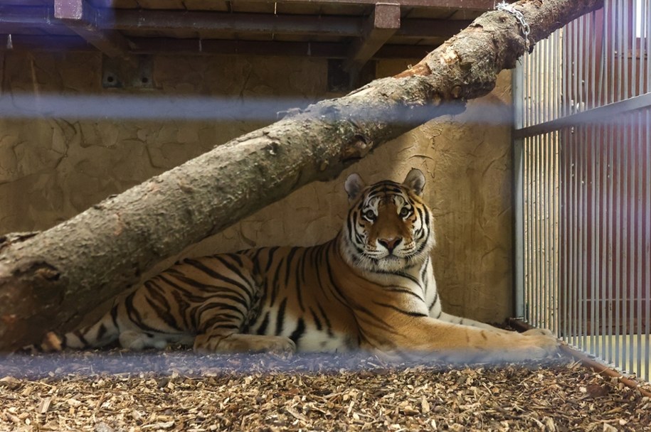 Tiber - nowy mieszkaniec chorzowskiego zoo /Michał Meissner