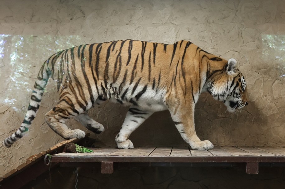 Tiber - nowy mieszkaniec chorzowskiego zoo /Michał Meissner /PAP