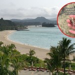 TikTokerka znalazła na plaży skarb. Okazał się żywy i śmiertelnie jadowity