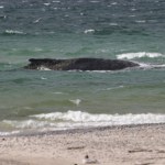 Timmy wkrótce padnie. Tragiczny los humbaka u wybrzeży Niemiec