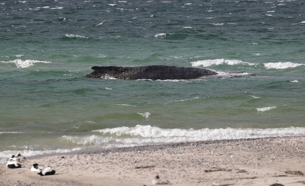 Timmy wkrótce padnie. Tragiczny los humbaka u wybrzeży Niemiec