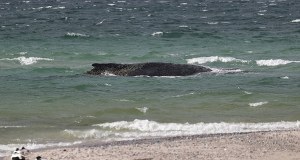 Timmy wkrótce padnie. Tragiczny los humbaka u wybrzeży Niemiec