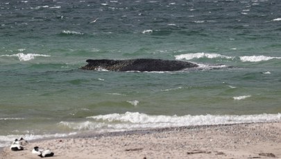 Timmy wkrótce padnie. Tragiczny los humbaka u wybrzeży Niemiec