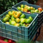 "Tiry grozy" na granicy. W nich rzekome włoskie specjały