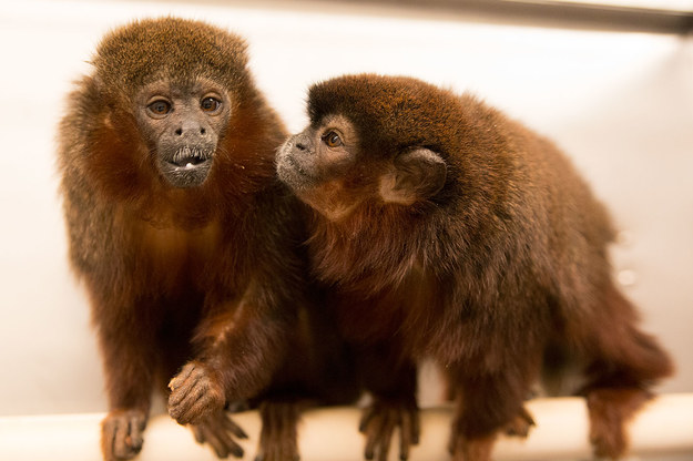 Titi miedziane z California National Primate Research Center /K.West/CNPRC /Materiały prasowe