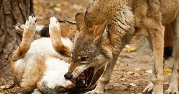 TK zwiększył odpowiedzialność SP za zniszczenia spowodowane przez żubry, wilki, rysie i niedźwiedzie /&copy;123RF/PICSEL