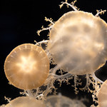 Tkanka meduz przydatna do regeneracji skóry u ludzi