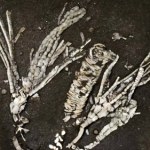 prehistoria Tkanka miękka przetrwała 450 mln lat. Odkrycie jak trafienie szóstki w totolotka