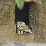Tłok u pustynnych kotów w gdańskim zoo