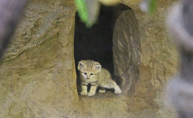 Tłok u pustynnych kotów w gdańskim zoo