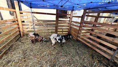 Tłumy przed żywą szopką w Krakowie