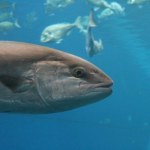 tuńczyk To absolutny rekord. Tuńczyk sprzedany za 3,2 mln dolarów