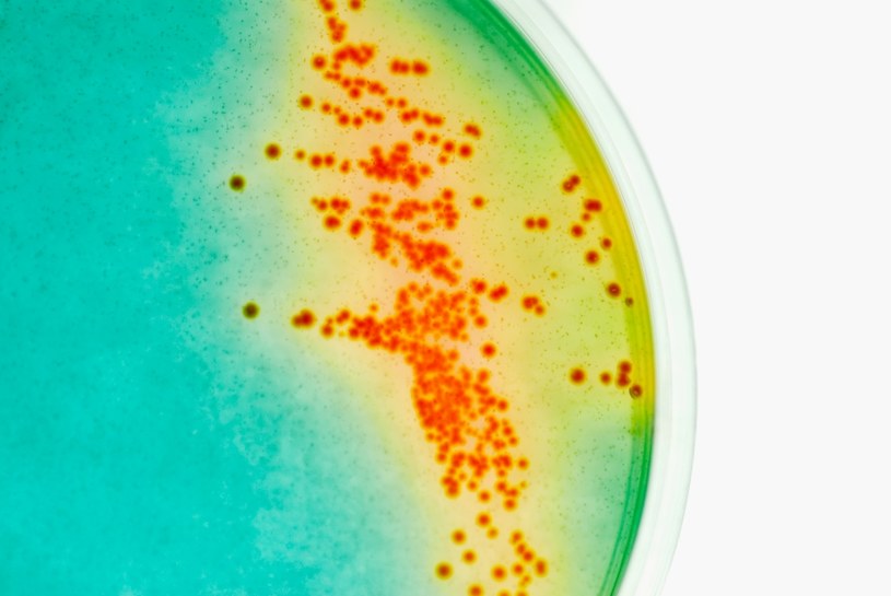 To bakterie wywołują stwardnienie rozsiane? /© Glowimages