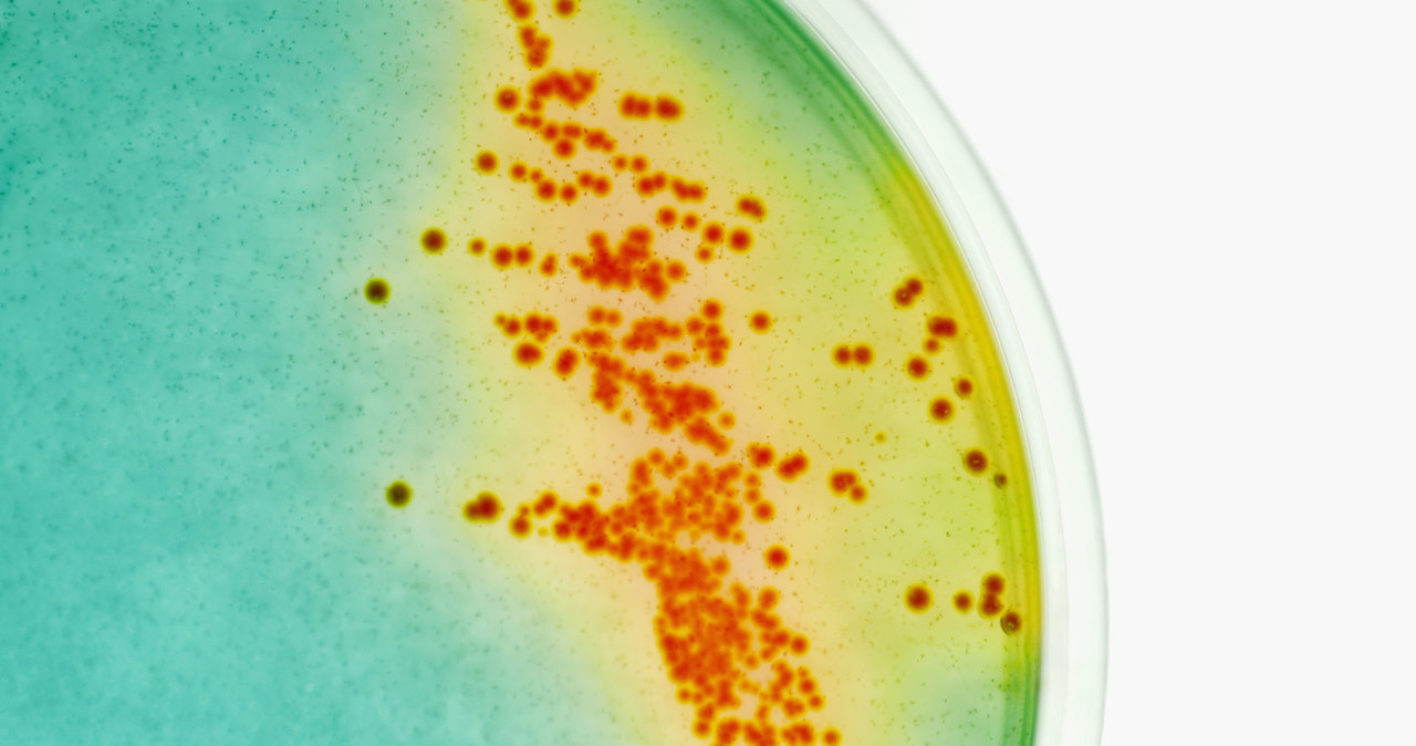 To bakterie wywołują stwardnienie rozsiane? /© Glowimages