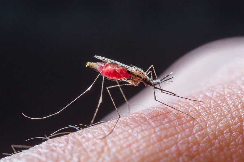 To bardzo rzadkie, ale malarią można zarazić się bez wychodzenia z domu /123RF/PICSEL