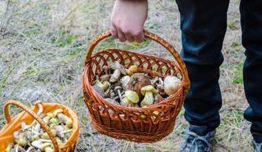 To będzie prawdziwy wysyp grzybów. Znamy konkretną datę, więc zaplanuj wypad do lasu 