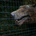 To być może największy drapieżny ssak lądowy. Aż 6 metrów długości