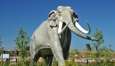 To być może największy słoń w dziejach. Monstrum z Indii o wadze 18 ton