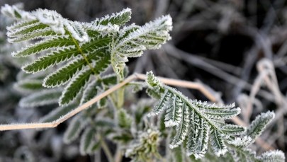 To była najzimniejsza noc sezonu
