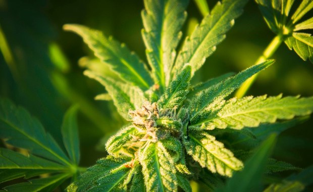 To byłaby marihuana z "turbodoładowaniem". Policjanci zlikwidowali potężną plantację