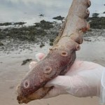 To coś morze wyrzuciło na szkocką plażę. Naukowcy są w szoku