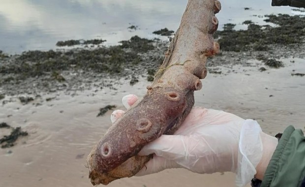 To coś morze wyrzuciło na szkocką plażę. Naukowcy są w szoku