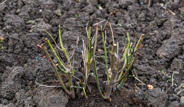 To czas na sadzenie róż z "gołym korzeniem". Ogród utonie w kwiatach