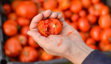 To drugie najpopularniejsze warzywo. UE zrobi z niego paliwo