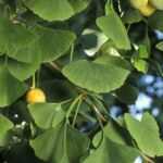 drzewo liściaste To drzewo jest "żywą skamieliną". Jego nasiona są jadalne i zdrowe