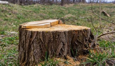 To drzewo możesz ściąć bez pozwolenia. Grubość pnia nie ma znaczenia