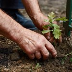 To drzewo przyciąga pioruny. Lepiej nie sadź go obok domu