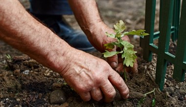 To drzewo przyciąga pioruny. Lepiej nie sadź go obok domu