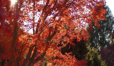 To drzewo to hit sezonu. Jesienią wygląda zjawiskowo. Sąsiedzi oniemieją