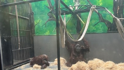 To "emeryci" w gdańskim zoo. Albert i Raja kończą 53 lata 