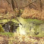 To fenomen na skalę europejską. Wyjątkowe bagno w Warszawie