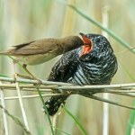 To gatunek, którego nasze ptaki boją się najbardziej. Mają na niego system