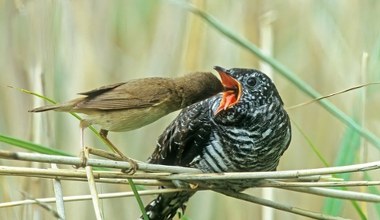 To gatunek, którego nasze ptaki boją się najbardziej. Mają na niego system