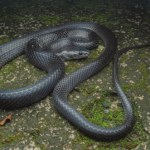 To głośna decyzja w sprawie węża. Właśnie go odkryli