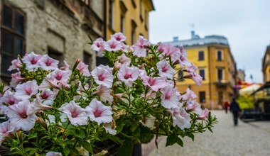 To idealna roślina na balkon, która przetrwa każdą pogodę. Sprawdź, jak pielęgnować surfinię