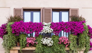 To idealna roślina na balkon. Supertunia Mini Vista zaleje go morzem kwiatów 