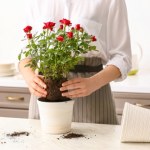 To idealna roślina na Walentynki. Prosta w uprawie i efektowna