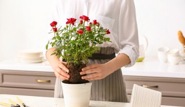 To idealna roślina na Walentynki. Prosta w uprawie i efektowna