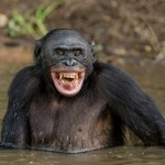 To jak "Planeta Małp". Szympansy bonobo składają słowa w zdania