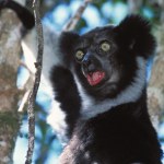 Madagaskar To jeden z najbardziej nietypowych dźwięków w lesie. Brzmi jak w operze