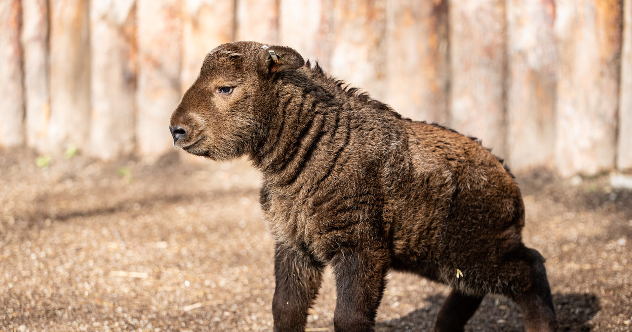 To jeden z najrzadszych gatunków w ZOO na świecie. We Wrocławiu urodził się takin złoty 